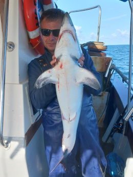 porbeagle